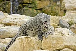 Snow Leopards - female washing cub