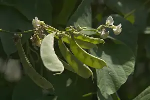 Peas Prints: Snow Pea - The pod and seeds are all eaten as the pod has little fibre