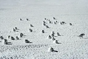 Snow Petrel - Antarctica