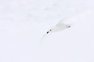 Snow Petrel - In flight Pagodroma nivea Antarctic Penninsular BI012735