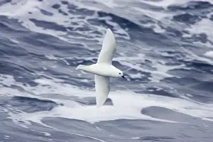 Petrels Prints: Snow Petrel - In flight over sea Pagodroma nivea Antarctic Penninsular BI012708
