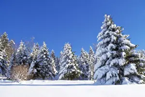 Spruces Prints: Snow - on Spruce Forest Grenoble, France