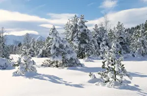 Spruces Prints: Snow - Spruce Forest in winter snow Grenoble, France
