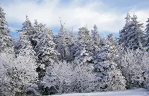 Spruces Prints: Snow - on Spruce Tree in forest Vosges Forest, France