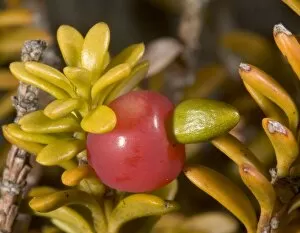 Snow totara in fruit'. A dwarf podocarp (primitive gymnosperm)