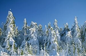 Snow - trees in winter snow