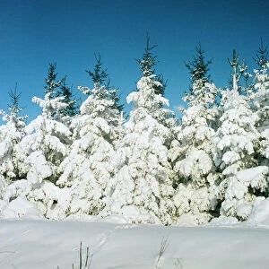 SNOW - Winter Fir Trees