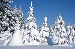 Images Dated 3rd June 2005: Snow - in winter Ore Mountains, Saxonia, Germany