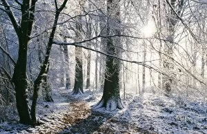Atmospheric Collection: SNOW - in Woodland
