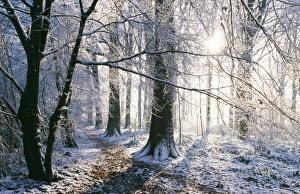 Plants Collection: SNOW - in Woodland