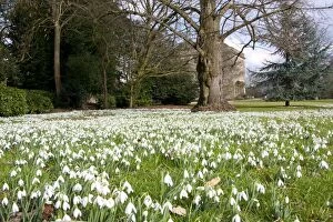 Images Dated 20th February 2010: Snowdrop - carpet of flowers