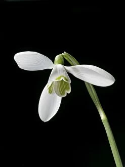 Images Dated 11th February 2007: Snowdrop – close up – black background Bedfordshire UK 003837h