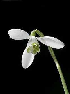 Snowdrop Prints: Snowdrop – close up – black background Bedfordshire UK 003837h