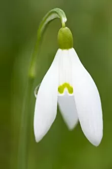 Snowdrop - close-up macro image of a single flower