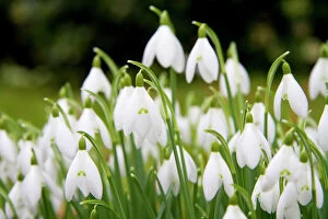 Winter Gallery: Snowdrop - clump of flowers
