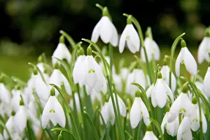 England Prints: Snowdrop - clump of flowers - Wiltshire - England - UK