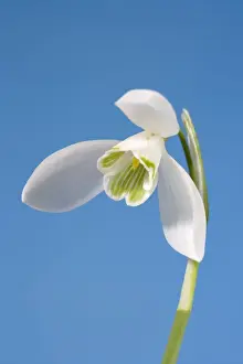 Petal Prints: Snowdrop Flower Norfolk UK