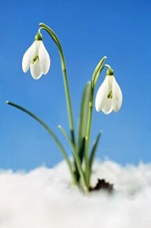 Snowdrop Flower - Two in snow