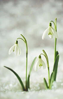 Plants Collection: Snowdrop - Three flowers in snow
