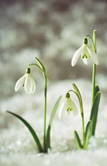 Plants Collection: Snowdrop Three flowers in snow