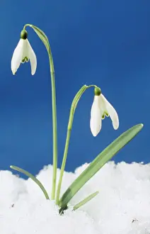 Snowdrop - Two flowers in snow