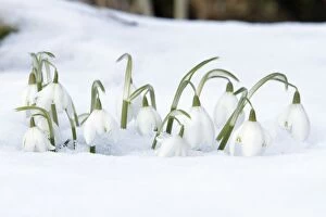 Snowdrop - flowers amongst snow in garden