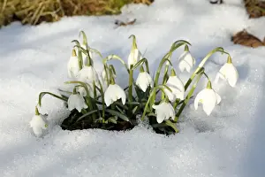 Snowdrop Prints: Snowdrop - flowers amongst snow in garden - Lower Saxony - Germany