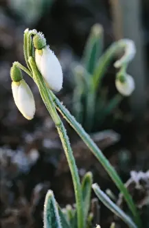 Snowdrop In frost