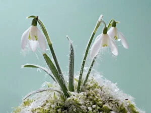 Snowdrop - frost covered plant in flower