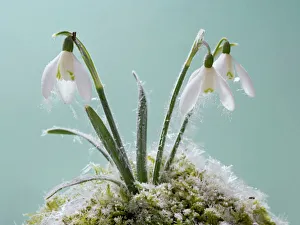 Frost Collection: Snowdrop – frost covered plant in flower Bedfordshire UK 003505