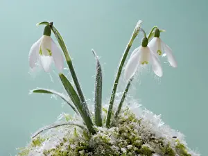 Frost Prints: Snowdrop – frost covered plant in flower Bedfordshire UK 003505