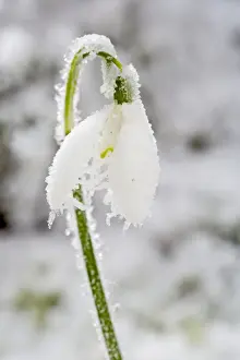 Snowdrop Prints: Snowdrop – frosted single bloom Bedfordshire UK 003471