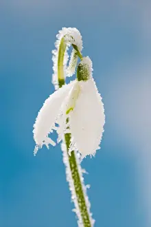 Snowdrop – frosted single bloom Bedfordshire UK 003475