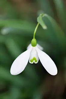 Snowdrop - Galanthus Magnet - Kent garden in February. UK