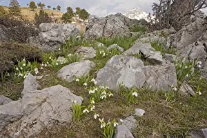 Conservation Prints: Snowdrop - on limestone in the Yaban Hayati National Park in the Taurus Mountains