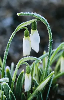 Snowdrop Prints: Snowdrop Merlin After heavy over-night frost, Kent garden, UK