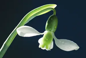 Snowdrop - Single, rare in the wild. Mediterrenean area / Turkey