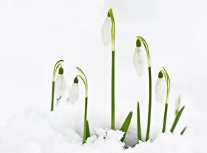 Snowdrop - in snow. late winter or early spring