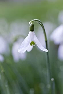 Images Dated 3rd February 2008: Snowdrop - in spring