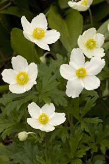 Images Dated 23rd May 2006: Snowdrop windflower / Anemone
