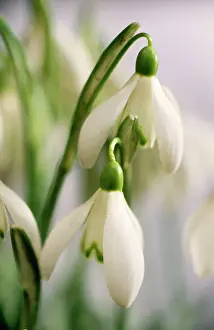 Snowdrops Close-up