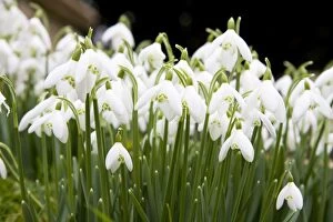 Images Dated 15th February 2009: Snowdrops - clump of flowers growing on a bank in a churchyard. Wiltshire, England