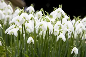 Delicate Prints: Snowdrops - clump of flowers growing on a bank in a churchyard. Wiltshire, England