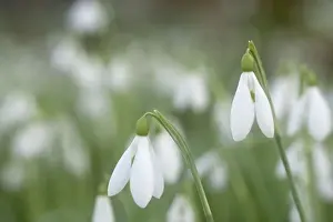 Snowdrops - growing wild in woodland - Essex - UK PL002128