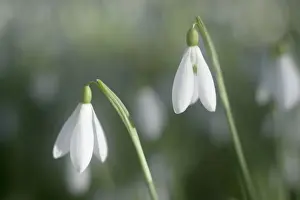 Christmas Prints: Snowdrops - growing wild in woodland - Essex - UK PL002129