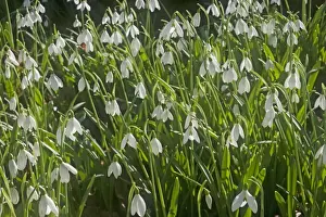 Snowdrops - growing wild in woodland - Essex - UK PL002130