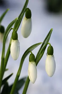Snowdrops - after a modest fall of snow - Kent garden, UK - February