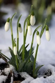 Snowdrop Prints: Snowdrops - after a modest fall of snow - Kent garden - UK - February