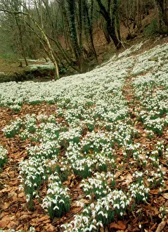 Masses Prints: Snowdrops - at native site Timberscombe, Exmoor, UK