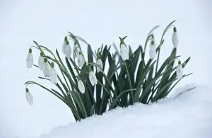 Snowdrop Prints: Snowdrops In snow